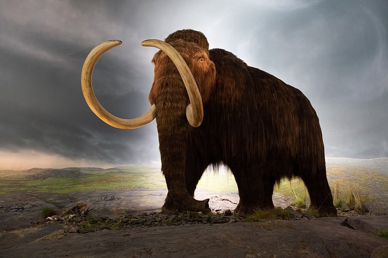First Woolly Mammoth Calves to be Born in 2028, Thylacine and Dodo are Next: Biologists Say