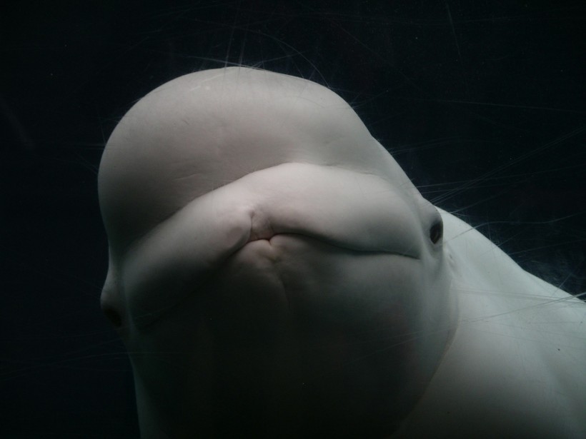 Beluga Whales Change the Shape of Their ‘Melon’ Heads During Intra-Species Communication [Study]