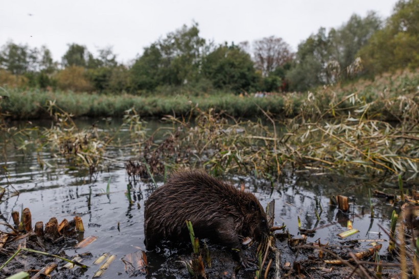 Rabbit Fever Kills Beavers in Utah, Mavens Say It Can Have an effect on People Too
