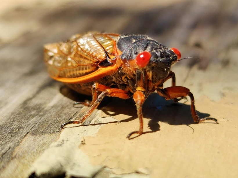Cicadas with Potential Fungal Pathogen That Makes Them ‘Hyper-Sexual’ to Emerge Across the US This Year