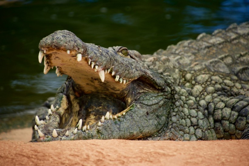 Crocodile Meat Potential Source of Parasite Found in Woman’s Eye