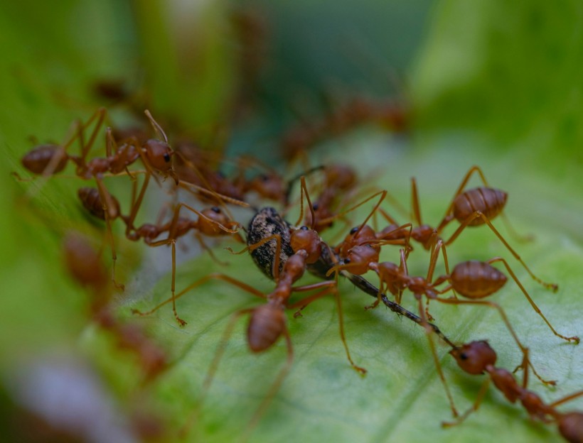 Fire Ant Outbreak: Invasive Insects Impacting Australia’s Economy, Pose New Threat of Food Bowl Contamination