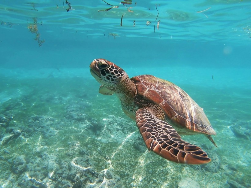 Sea Turtle Killer: Mysterious Deaths of Marine Reptiles in Venezuela Blamed on ‘Beach Cabbage’