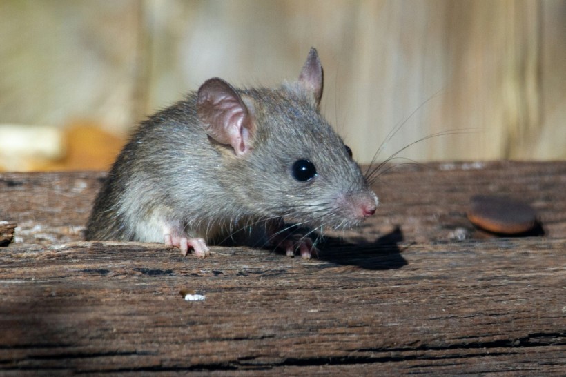 Toilet Rat Bite Hospitalizes Canadian Man After Suffering from Severe Bacterial Infection