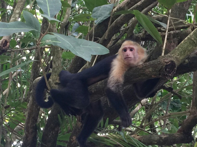 Wild Monkeys Bite Hong Kong Man, Giving Him the Rare ‘Monkey B Virus’ Herpesvirus Simiae