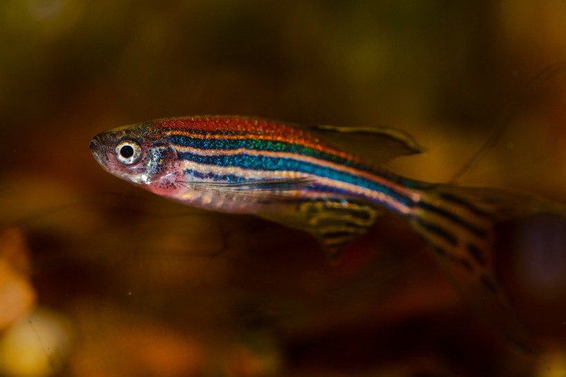 Zebrafish Middle Regeneration: Why Alternative Fish Species Can not Heal Broken Cardiac Tissue, Scientists Give an explanation for Why