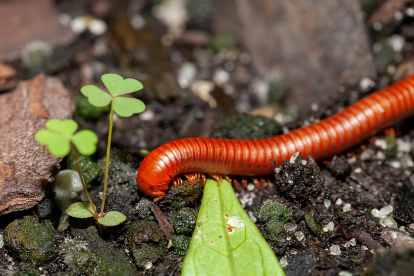 Venomous Centipede Might be Recreation-Changer and Save Lives of Folk with Kidney Illness [Study]