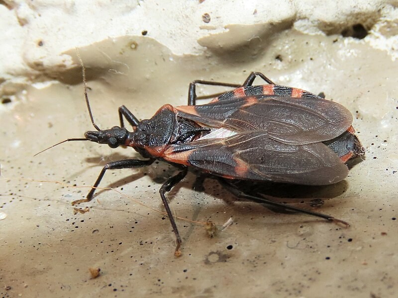 Chagas Problem Discovered to be Carried by means of ‘Dark, Orange Bugs’ in Delaware for the First Year [Study]